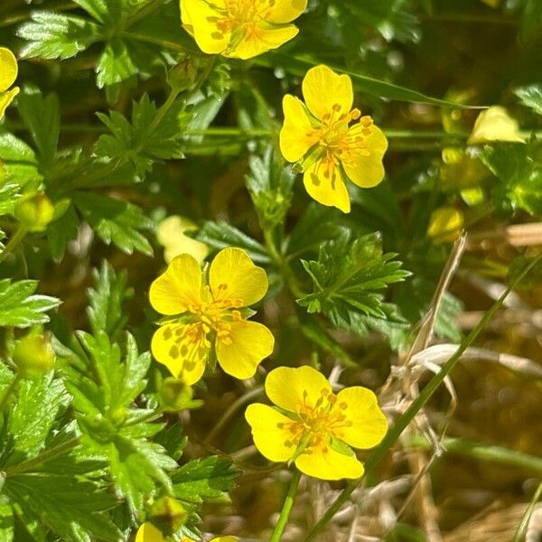 Potentilla erecta Blomma