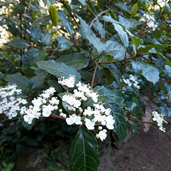 Viburnum rigidum Цвят