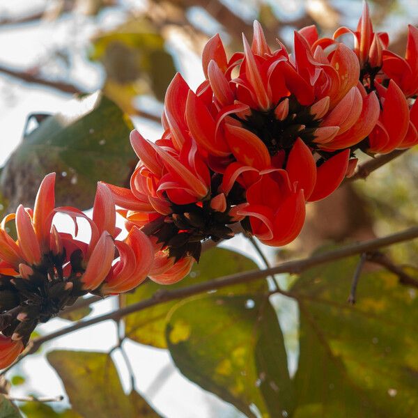 Erythrina variegata ᱵᱟᱦᱟ