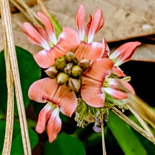 Indigofera spicata Flower