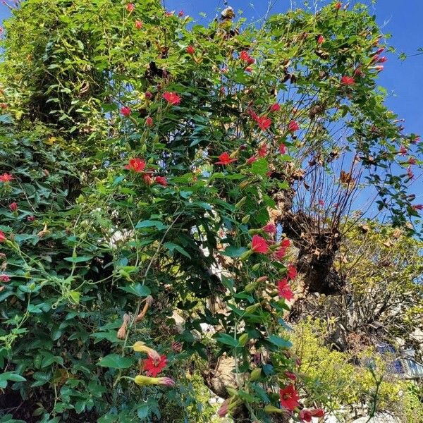 Passiflora manicata Hábito