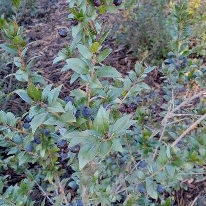 Myrtus communis Habitat