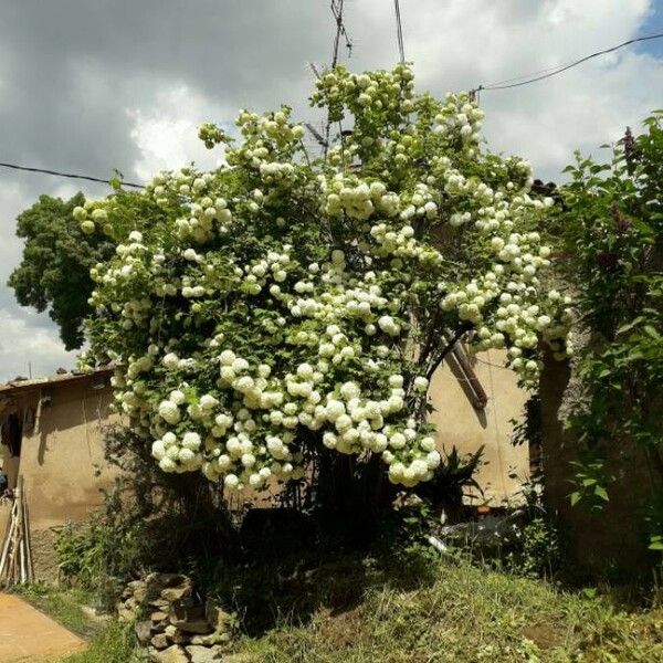 Viburnum opulus Hábito