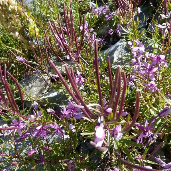 Epilobium dodonaei 果實