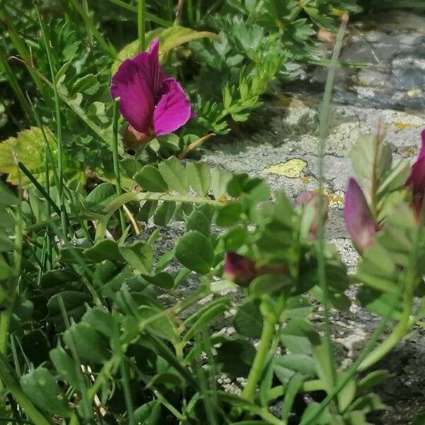 Vicia pyrenaica Bloem