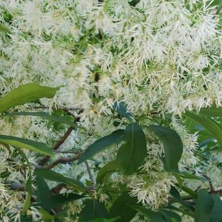 Chionanthus virginicus Flor