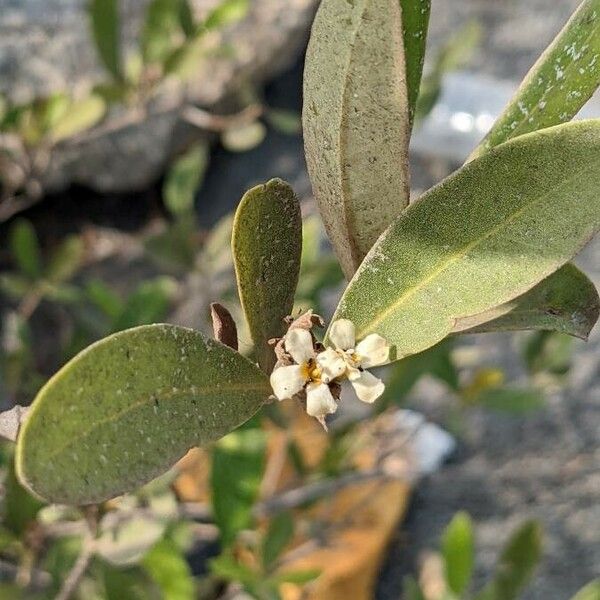 Avicennia germinans Цвят