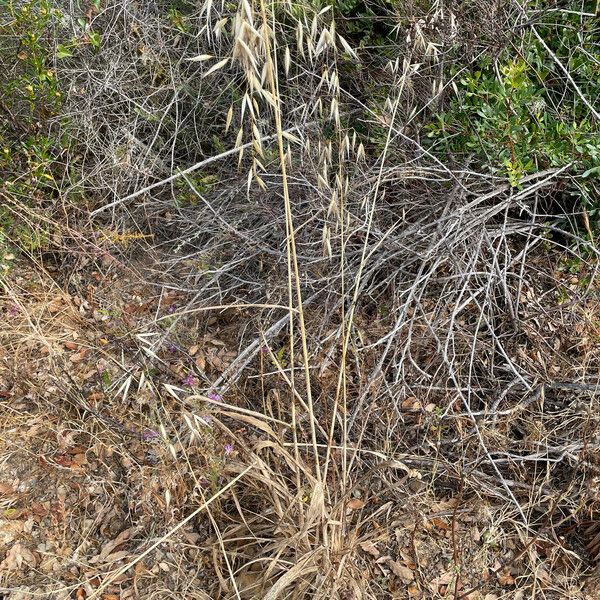 Avena sterilis Habitat