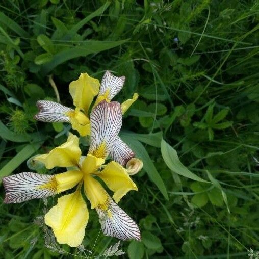 Iris variegata Flower