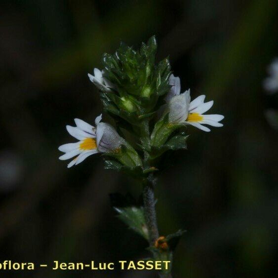 Euphrasia micrantha Flower