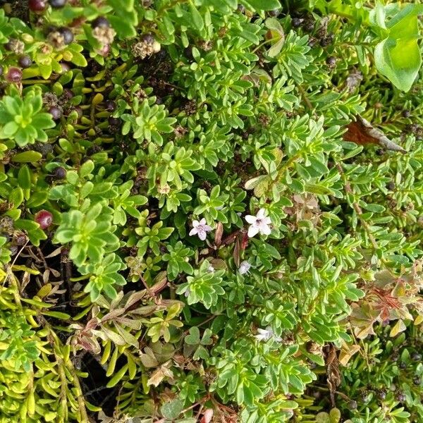 Lysimachia maritima Flor