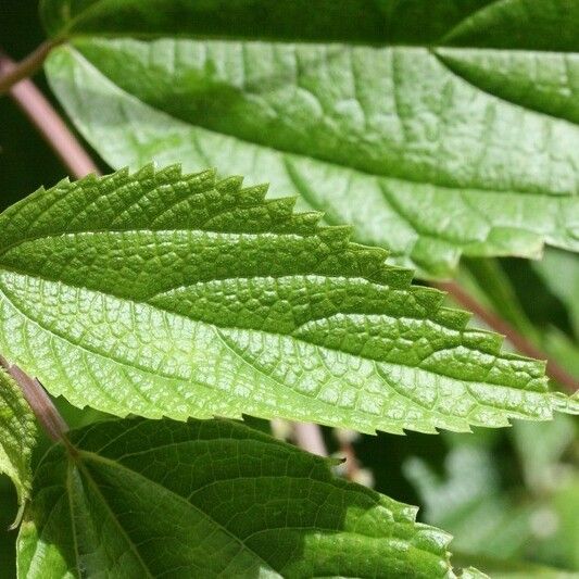 Boehmeria japonica Leaf