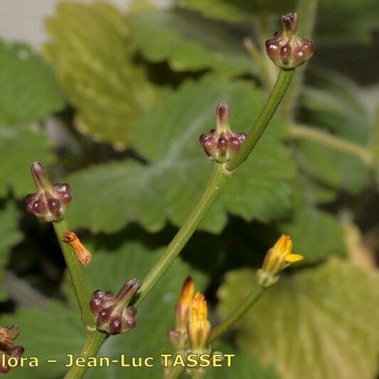 Crepis zacintha Flor