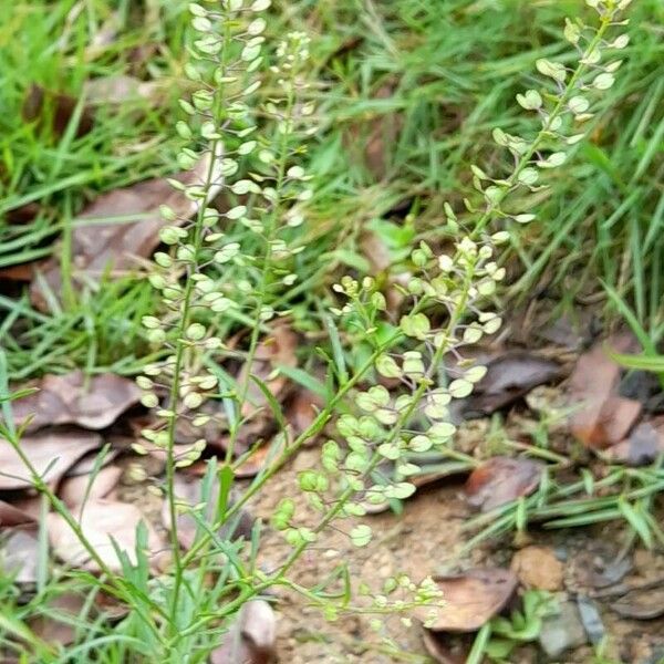 Lepidium virginicum Habitat