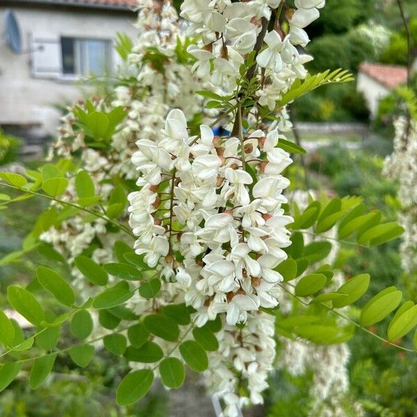 Robinia pseudoacacia പുഷ്പം