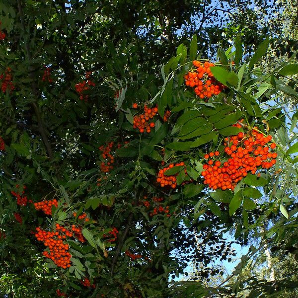 Sorbus aucuparia Frucht