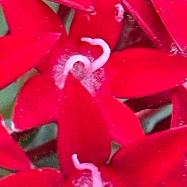 Pentas lanceolata Fleur