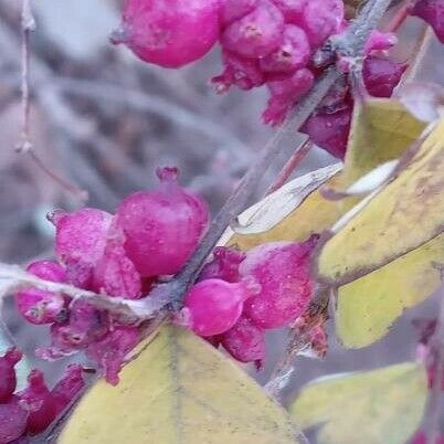 Symphoricarpos orbiculatus Ovoce