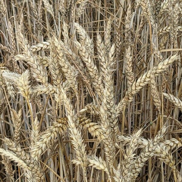 Triticum aestivum Fruit