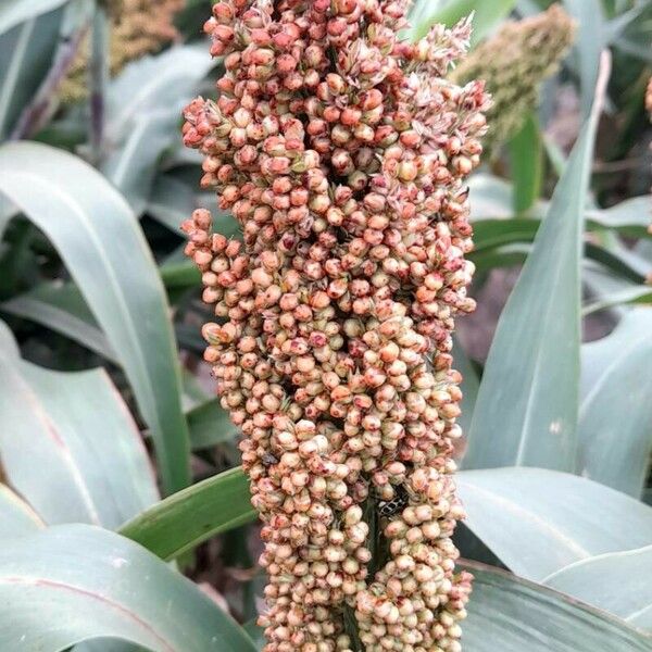 Sorghum bicolor Frukto