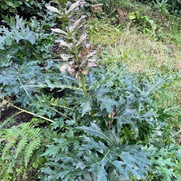 Acanthus spinosus Frunză