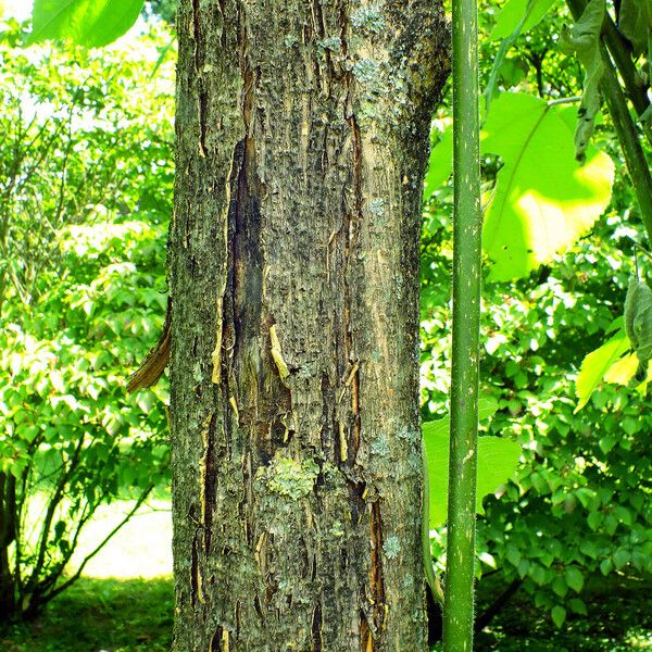 Broussonetia papyrifera Bark