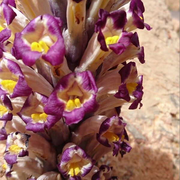 Cistanche violacea Flower