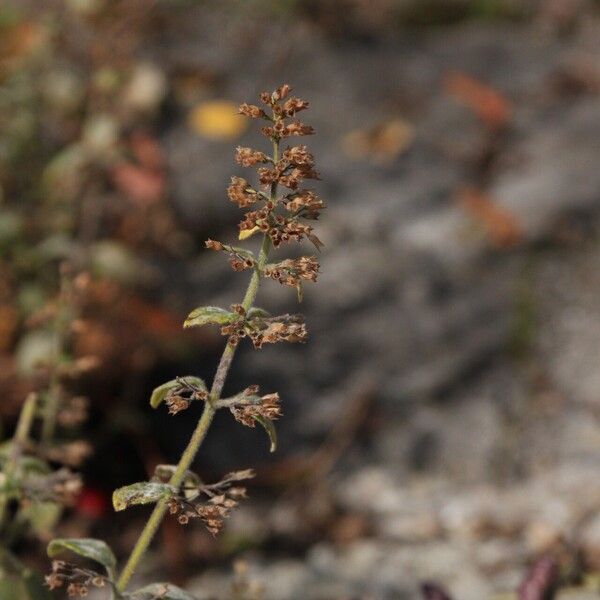 Clinopodium menthifolium ফল
