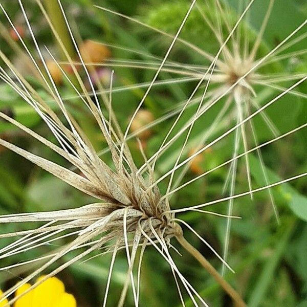 Aegilops geniculata फूल