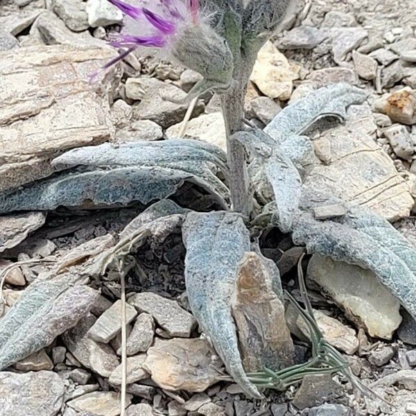 Saussurea alpina Habitus