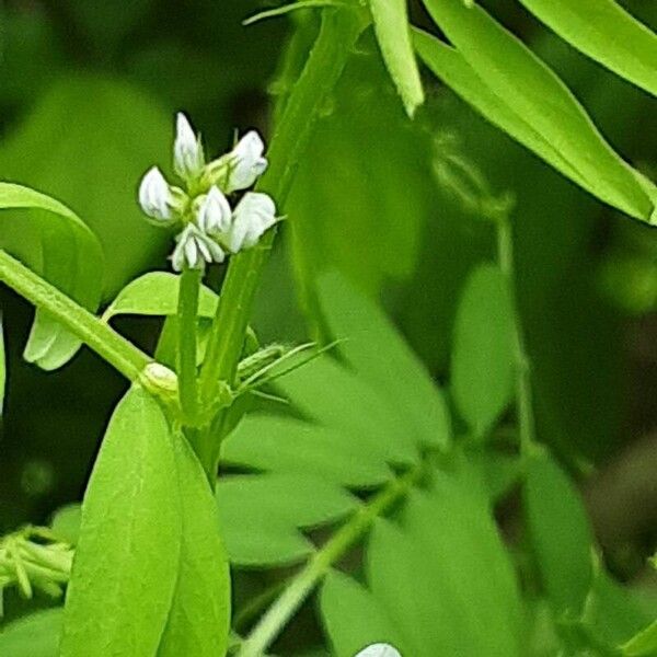 Vicia hirsuta फूल