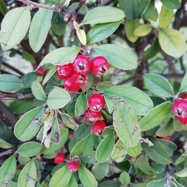 Cotoneaster pannosus Frugt