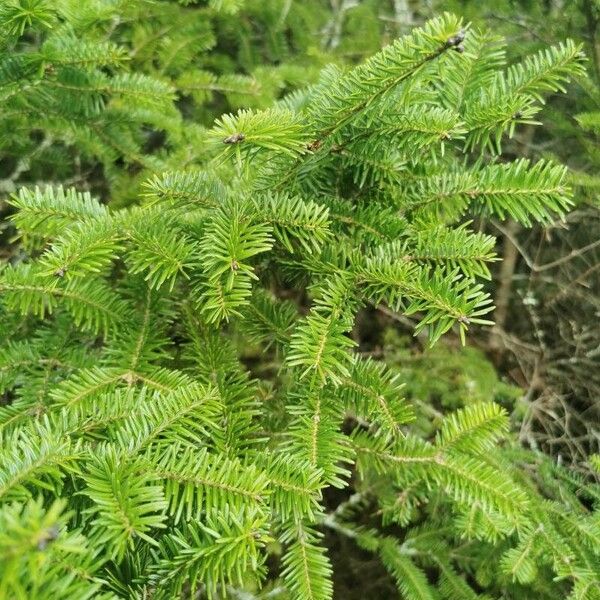 Abies balsamea Levél