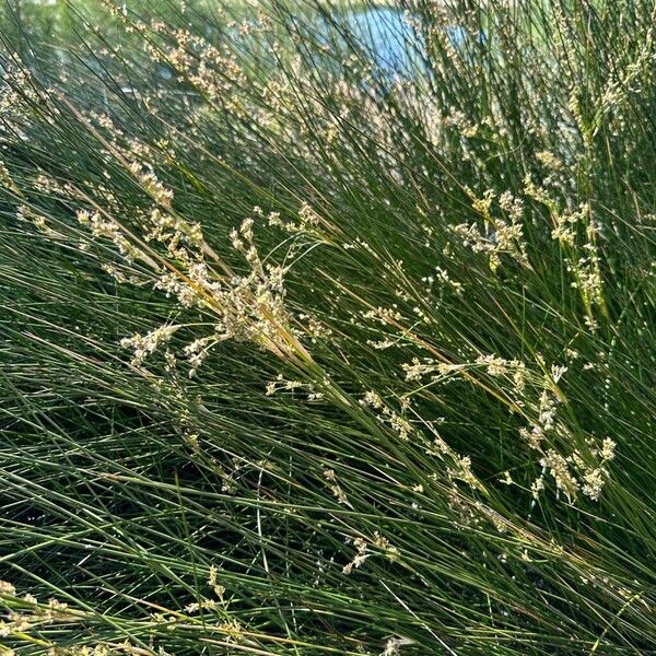 Juncus maritimus Habitat