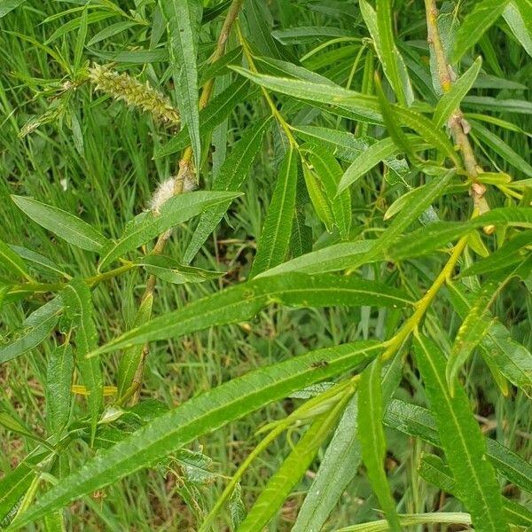 Salix viminalis Leaf