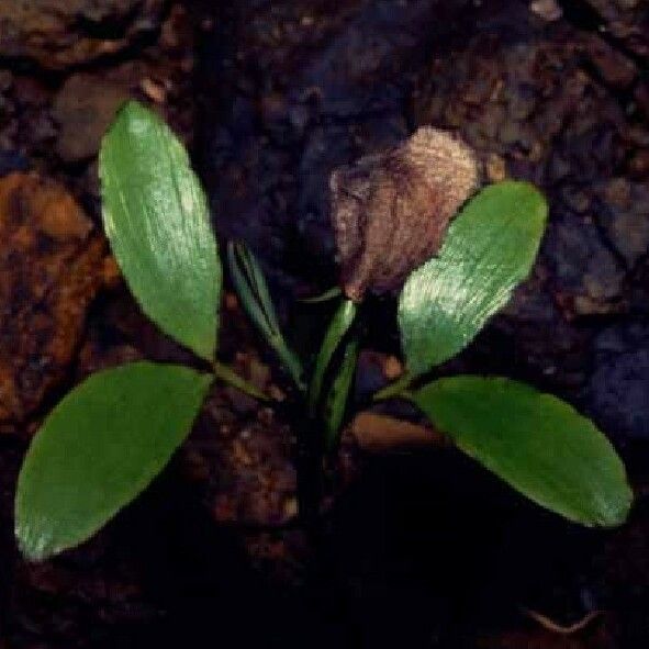 Agathis lanceolata Leaf