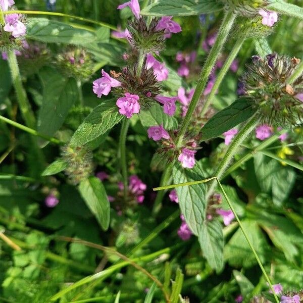 Clinopodium vulgare Blad