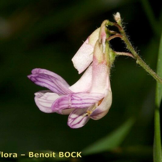 Vicia orobus Floare