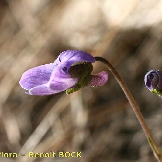 Viola pinnata Pokrój