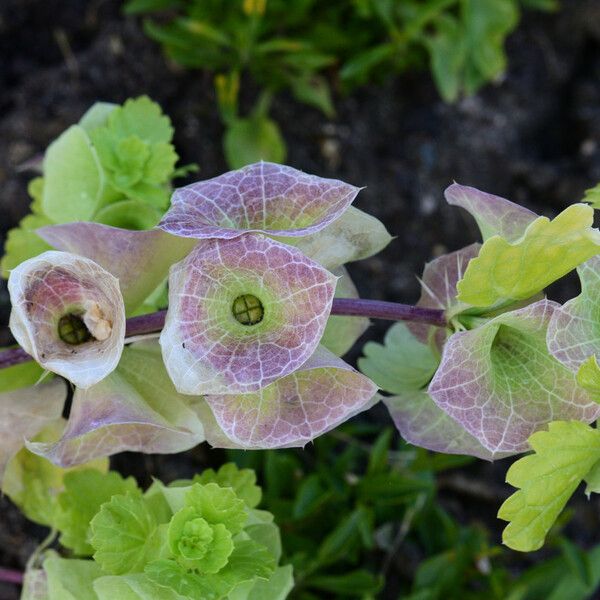 Moluccella laevis Flower