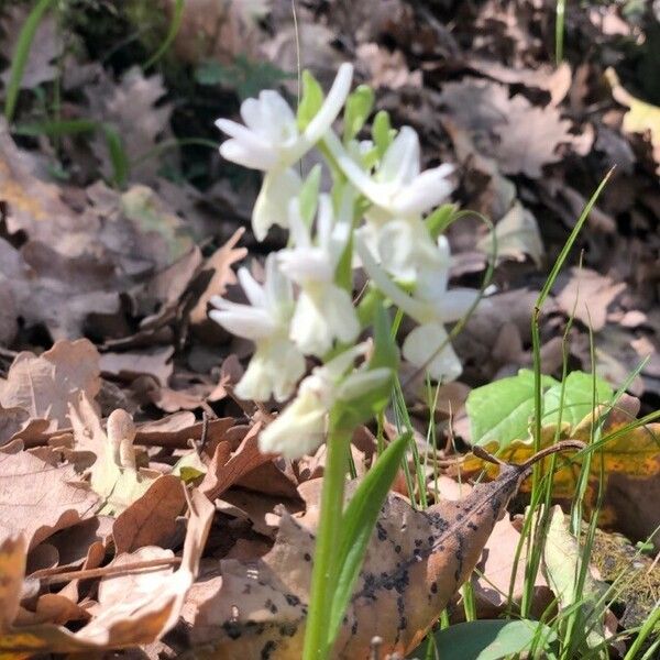 Dactylorhiza romana Flor