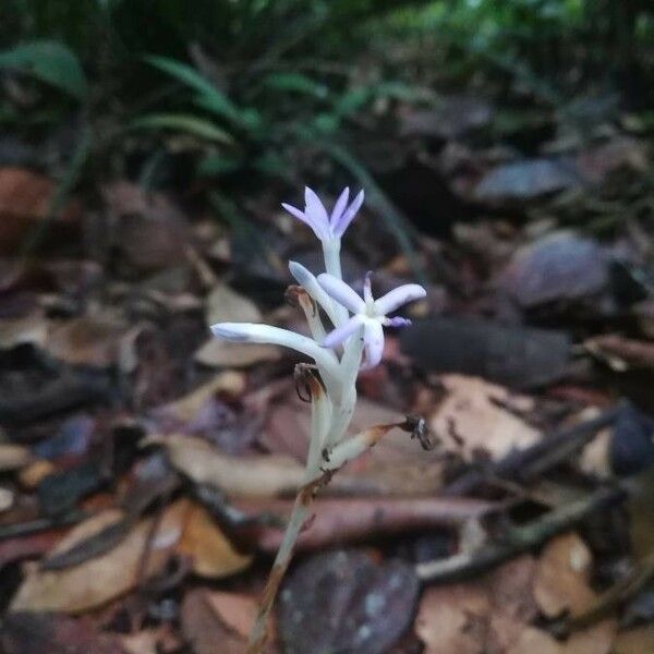 Campylosiphon purpurascens Flower