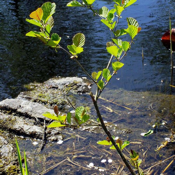 Alnus incana Habit