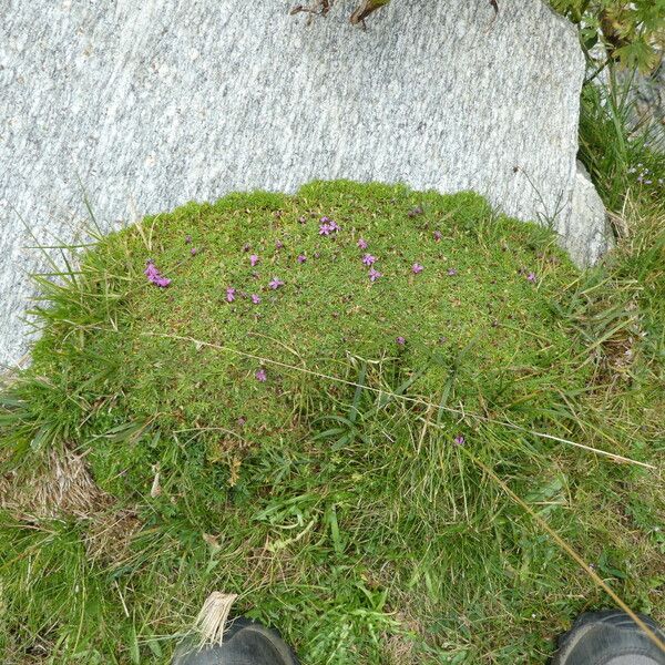 Silene acaulis Habit