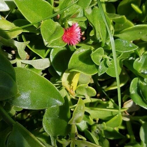 Aptenia cordifolia Φύλλο