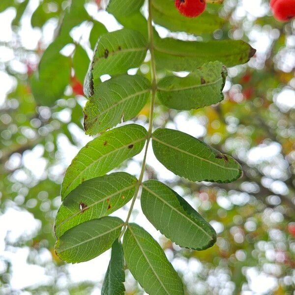 Sorbus aucuparia Blatt