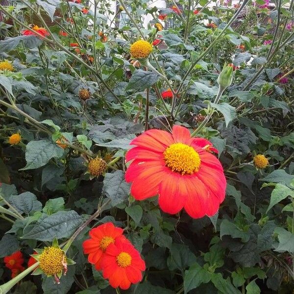 Tithonia rotundifolia Blüte