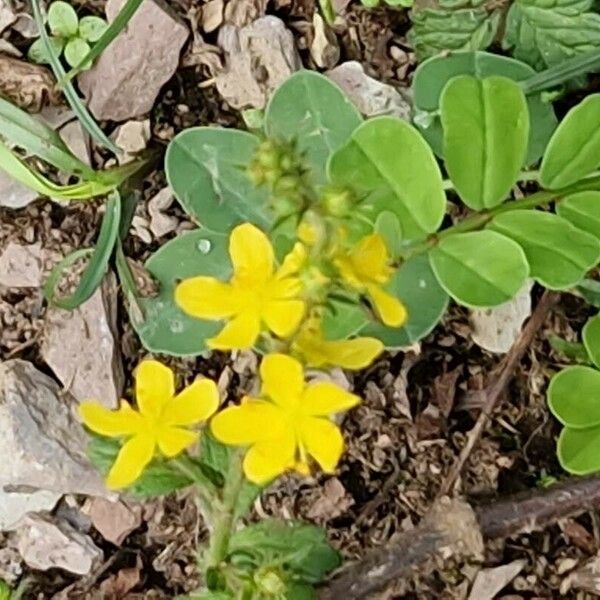 Agrimonia procera Blomst