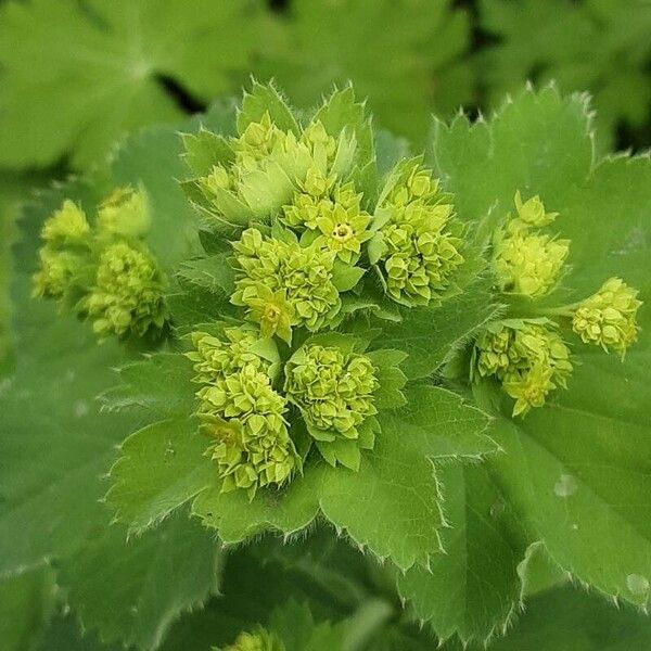 Alchemilla xanthochlora Flower