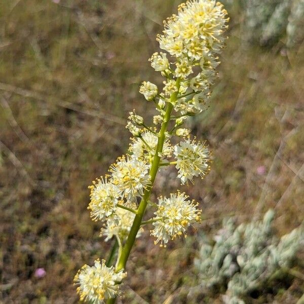 Toxicoscordion paniculatum Fleur